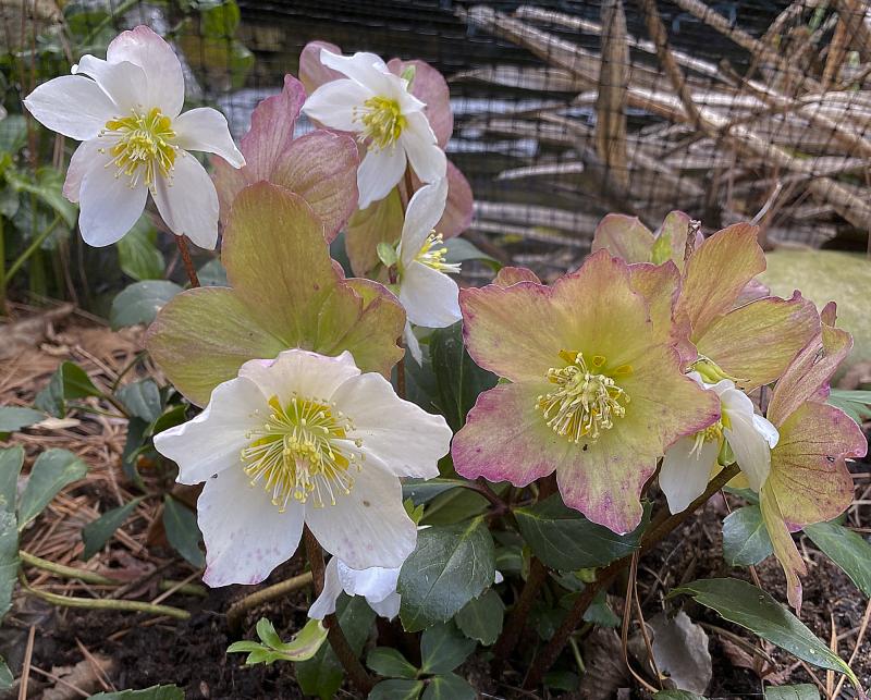 Hellebores have many varieties.